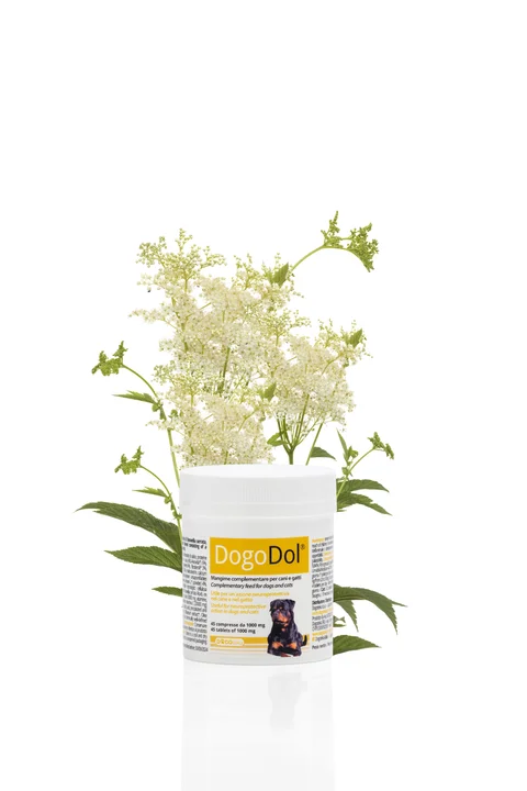 DogoDol